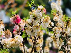 -南汇桃花村