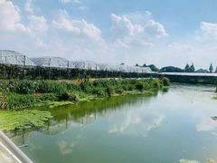 -马陆小张葡萄园农家乐