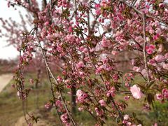 -古柏渡飞黄旅游区