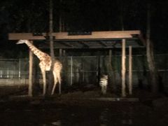 -清迈夜间动物园