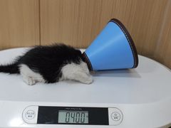 -米苏动物医院·犬猫专科·骨科外科内窥镜