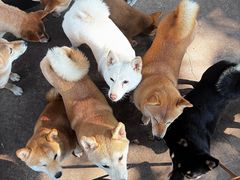 -柴犬高等学院·狗咖·柴犬售卖·宠物训练