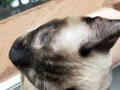 -达爱动物医院·犬猫分区·CT·复杂眼科(远洋山水分院)