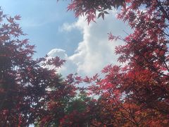 -广州市帽峰山景区