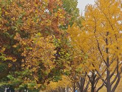 -三里屯东五街银杏大道