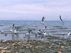-青海湖国家重点风景名胜区