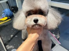 -爱宠屋pet shop·宠物洗澡·宠物美容