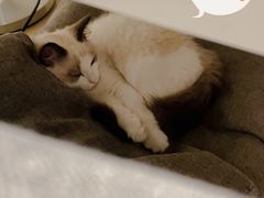 -lincat·猫舍(广州店)