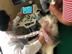 -安安宠医·安宠宠物医院