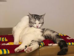 -喜多萌中农锦绣动物医院24H·猫科·牙科MRI·CT