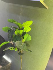 -不迫先生专业男士剪发