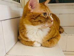 -纳吉亚猫专科动物诊疗中心(蒋宅口分院)