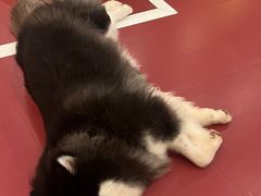 -和它·交个朋友·狗咖猫咖(爱琴海店)