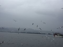 -呈贡滇池生态湿地公园