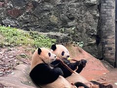-都江堰中华大熊猫苑