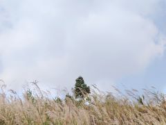 -黄埔油麻山森林公园