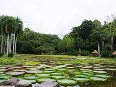 -中国科学院西双版纳热带植物园