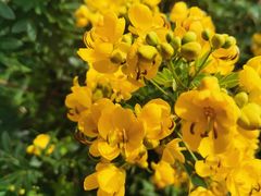 -洱海月湿地公园