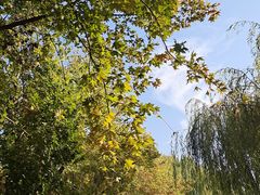 -大兴滨河森林公园