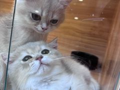 -猫十亿·布偶金渐层·曼基康矮脚猫舍(青年路店)