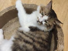 -万小咖.猫咖(中山路天虹店)