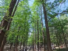 -白水寺森林公园