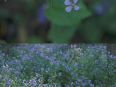 -西湖外事游船(花港观鱼码头)