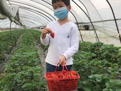 -胜丰草莓采摘园