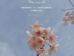 -顾村公园