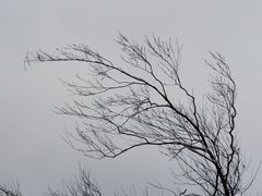 -武陵山森林公园