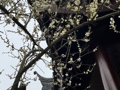 -香雪海