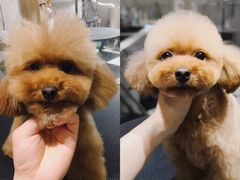 -Oh My Dog宠物沙龙(伊珊娜皮毛护理店)