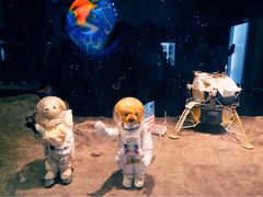 -济州岛泰迪熊博物馆