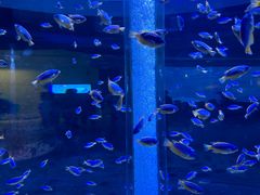 -海合安成都极地海洋公园