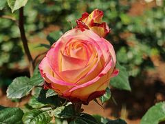 -人民公园(罗湖区)