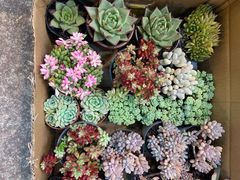 -双季花艺园艺市场(浦东店)