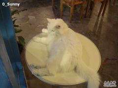 -Babycat私家御饼屋(龙头路一店)