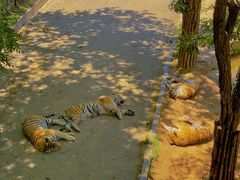 -大连森林动物园