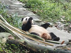 -都江堰中华大熊猫苑