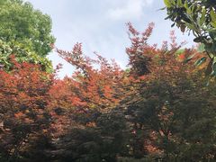 -上海鲜花港