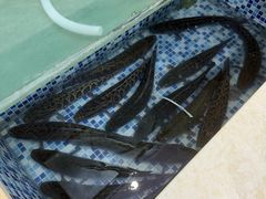 -老四川平头酸菜鱼(衙前店)