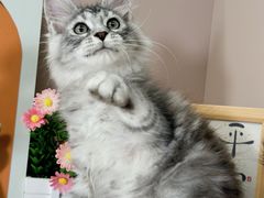 -小猫来了·猫舍(红山六九七九店)