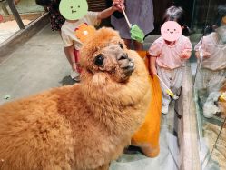 -造物庄园 萌宠纪(苏州湾歌林公园店)