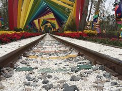 -合肥滨湖国家森林公园