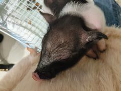 -怪兽屋·羊驼·猫咖·狗咖(俊华广场店)