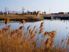 -鹦鹉洲湿地公园