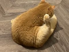 -东方名猫馆·英短金渐层布偶猫舍(环线广场1号楼店)