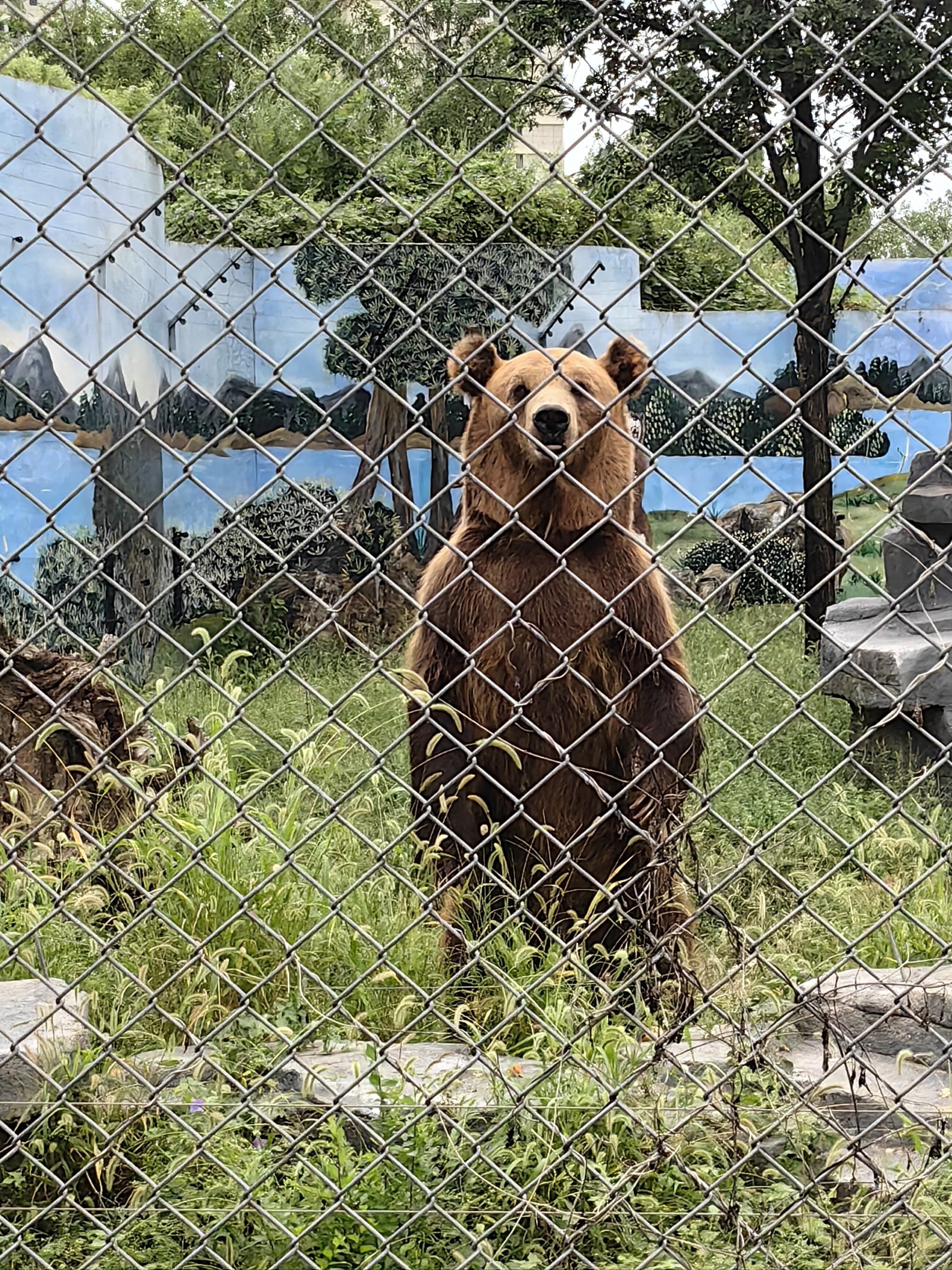 免费的动物园太香啦!还有熊猫可以看!
