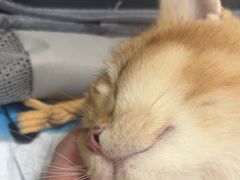 -汪喵宠物医院·骨科心脏影像·犬猫急重症ICU诊疗中心(成华分院)