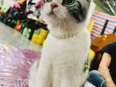 -半岛宠物医院24小时(西派城店)